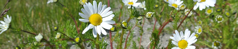 Permakulturprojekt Groennedal, Grönland